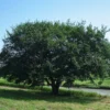 Fast Growing Trees Elm Trees Prairie Expedition® Elm Tree