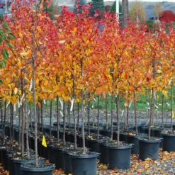 Fast Growing Trees Crabapple Trees Prairifire Crabapple Tree