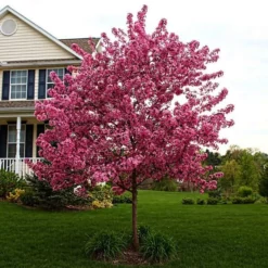 Fast Growing Trees Crabapple Trees Prairifire Crabapple Tree