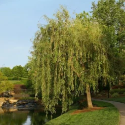 Fast Growing Trees Willow Trees Prairie Cascade Weeping Willow