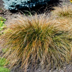 Fast Growing Trees Prairie Fire Sedge