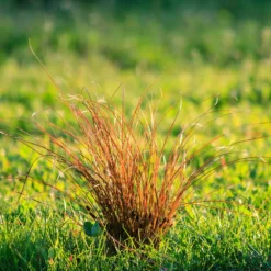 Fast Growing Trees Prairie Fire Sedge