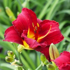 Fast Growing Trees Prairie Wildfire Daylily
