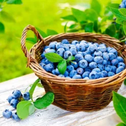 Fast Growing Trees Blueberry Bushes Premier Blueberry Bush - USDA Organic
