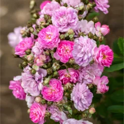 Fast Growing Trees Pretty Polly® Lavender Rose Roses