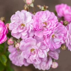 Fast Growing Trees Pretty Polly® Lavender Rose Roses