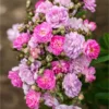 Fast Growing Trees Pretty Polly® Lavender Rose Roses