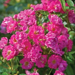 Fast Growing Trees Pretty Polly® Pink Rose