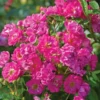Fast Growing Trees Pretty Polly® Pink Rose