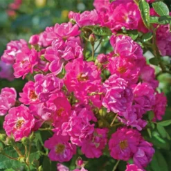 Fast Growing Trees Pretty Polly® Pink Rose