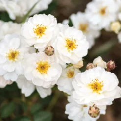 Fast Growing Trees Pretty Polly® White Rose Roses