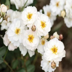 Fast Growing Trees Pretty Polly® White Rose Roses