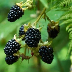 Fast Growing Trees Prime Ark Freedom Blackberry Blackberry Bushes