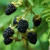 Fast Growing Trees See All Fruit Trees Prime Ark Freedom Blackberry - USDA Organic