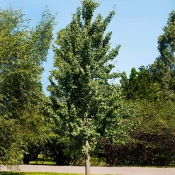 Fast Growing Trees Princeton Sentry™ Columnar Ginkgo Tree 7 Fast Growing Trees Princeton Sentry™ Columnar Ginkgo Tree