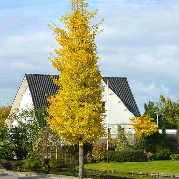 Fast Growing Trees Princeton Sentry™ Columnar Ginkgo Tree 3 Fast Growing Trees Princeton Sentry™ Columnar Ginkgo Tree