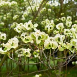 Fast Growing Trees Mexican Flowering Dogwood Tree Dogwood Trees 8 Fast Growing Trees Mexican Flowering Dogwood Tree Dogwood Trees
