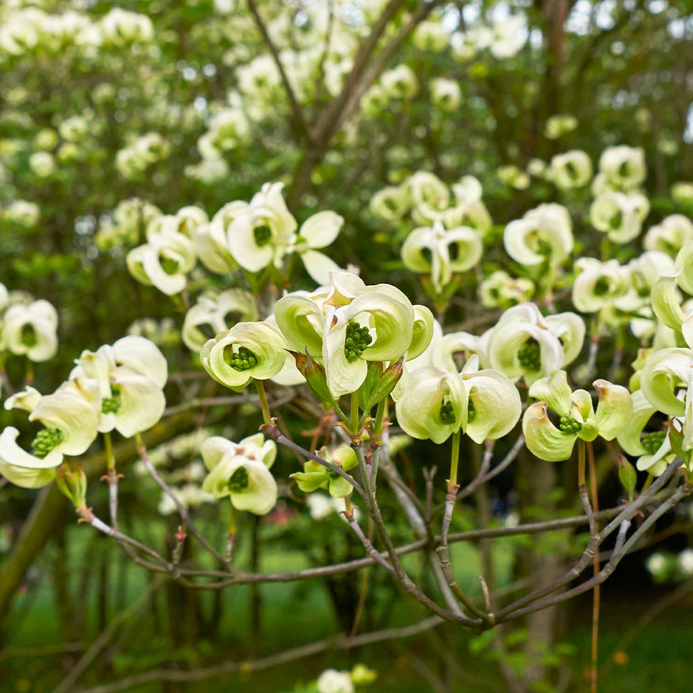 Fast Growing Trees Mexican Flowering Dogwood Tree Dogwood Trees 5 Fast Growing Trees Mexican Flowering Dogwood Tree Dogwood Trees