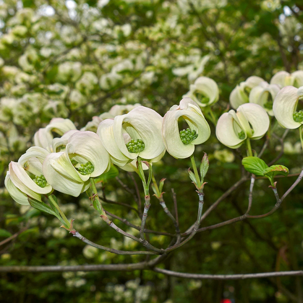 Fast Growing Trees Mexican Flowering Dogwood Tree Dogwood Trees 6 Fast Growing Trees Mexican Flowering Dogwood Tree Dogwood Trees