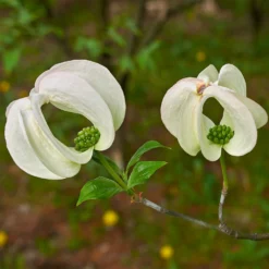 Fast Growing Trees Mexican Flowering Dogwood Tree Dogwood Trees