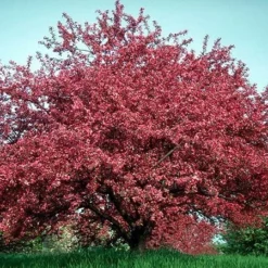 Fast Growing Trees Crabapple Trees Profusion Crabapple Tree 8 Fast Growing Trees Crabapple Trees Profusion Crabapple Tree
