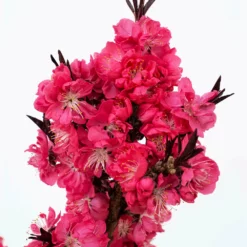 Fast Growing Trees Ruby Ruffle™ Patio Peach Tree Shop Indoor & Patio Fruit 8 Fast Growing Trees Ruby Ruffle™ Patio Peach Tree Shop Indoor & Patio Fruit