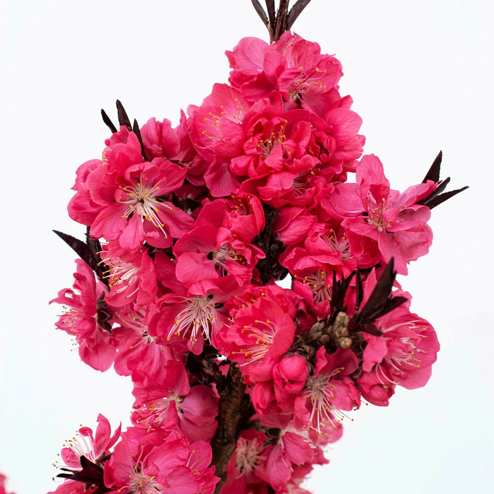Fast Growing Trees Ruby Ruffle™ Patio Peach Tree Shop Indoor & Patio Fruit 5 Fast Growing Trees Ruby Ruffle™ Patio Peach Tree Shop Indoor & Patio Fruit