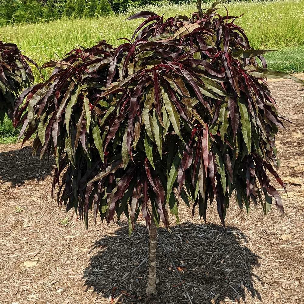Fast Growing Trees Ruby Ruffle™ Patio Peach Tree Shop Indoor & Patio Fruit 6 Fast Growing Trees Ruby Ruffle™ Patio Peach Tree Shop Indoor & Patio Fruit