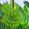 Fast Growing Trees Puerto Rican Plantain Banana Tree Banana Trees