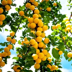 Fast Growing Trees Puget Gold Apricot Tree