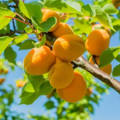Fast Growing Trees Puget Gold Apricot Tree 8 Fast Growing Trees Puget Gold Apricot Tree