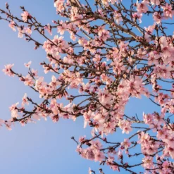 Fast Growing Trees Puget Gold Apricot Tree 9 Fast Growing Trees Puget Gold Apricot Tree