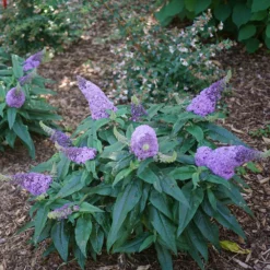Fast Growing Trees Pugster® Amethyst Butterfly Bush See All Shrubs & Hedges