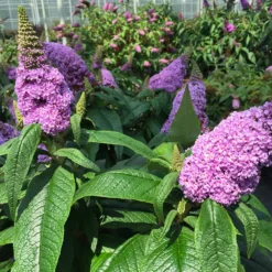 Fast Growing Trees Pugster® Amethyst Butterfly Bush See All Shrubs & Hedges