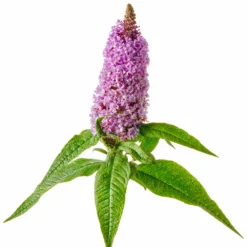 Fast Growing Trees Pugster® Amethyst Butterfly Bush See All Shrubs & Hedges
