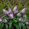 Fast Growing Trees Pugster® Amethyst Butterfly Bush See All Shrubs & Hedges