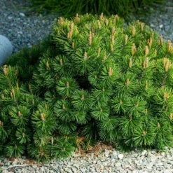 Fast Growing Trees Dwarf Mugo Pine Pine Trees 11 Fast Growing Trees Dwarf Mugo Pine Pine Trees