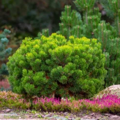 Fast Growing Trees Dwarf Mugo Pine Pine Trees 10 Fast Growing Trees Dwarf Mugo Pine Pine Trees