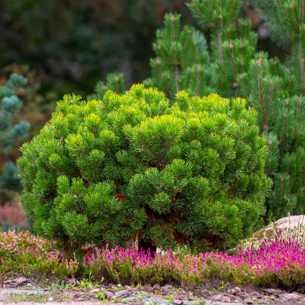 Fast Growing Trees Dwarf Mugo Pine Pine Trees 6 Fast Growing Trees Dwarf Mugo Pine Pine Trees