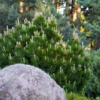 Fast Growing Trees Dwarf Mugo Pine Pine Trees 2 Fast Growing Trees Dwarf Mugo Pine Pine Trees