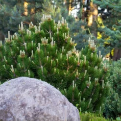 Fast Growing Trees Dwarf Mugo Pine Pine Trees