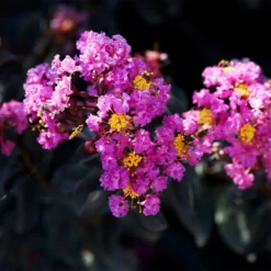 Fast Growing Trees Black Diamond® Crape Myrtle - Purely Purple™ Crape Myrtles 8 Fast Growing Trees Black Diamond® Crape Myrtle - Purely Purple™ Crape Myrtles