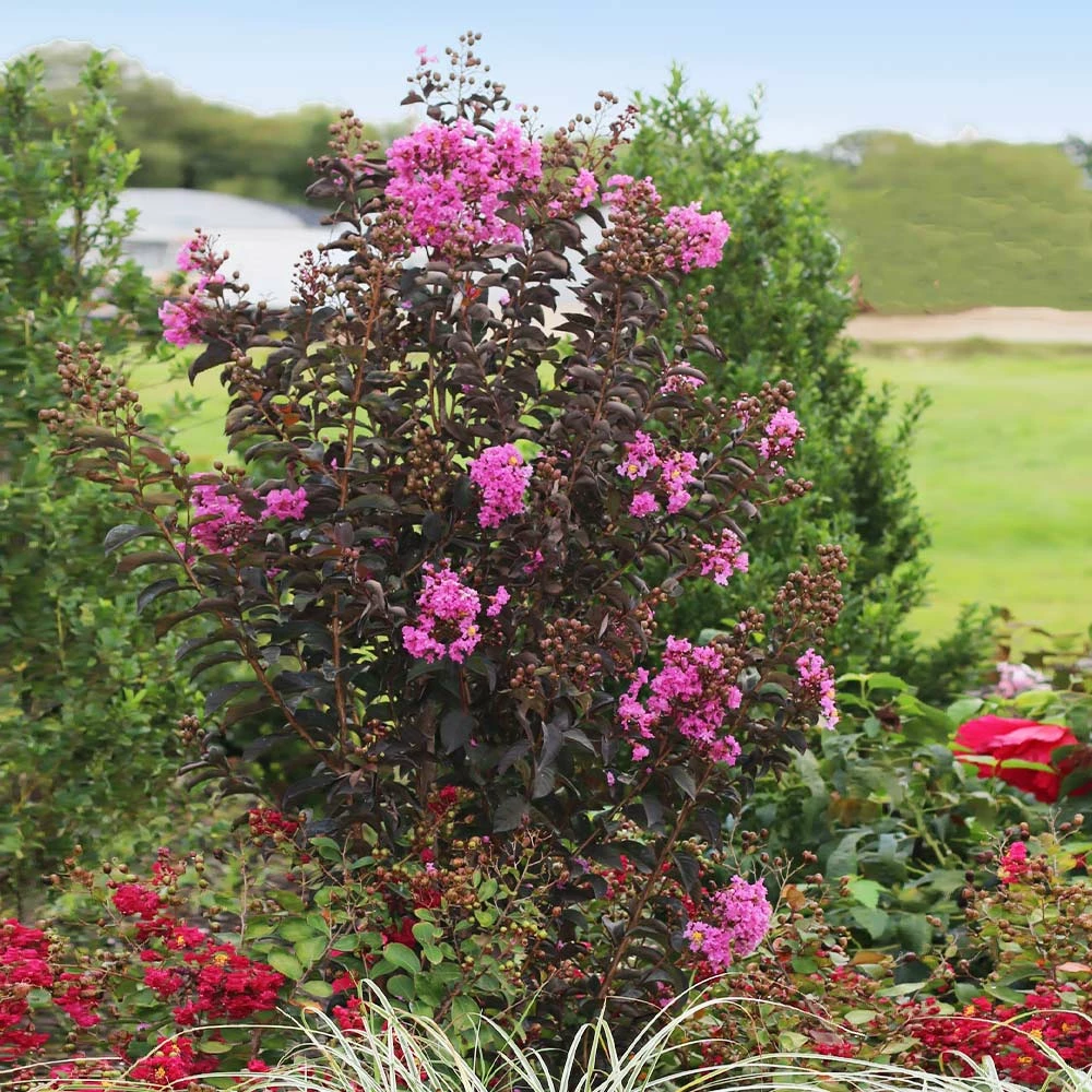 Fast Growing Trees Black Diamond® Crape Myrtle - Purely Purple™ Crape Myrtles 4 Fast Growing Trees Black Diamond® Crape Myrtle - Purely Purple™ Crape Myrtles