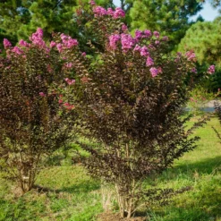 Fast Growing Trees Black Diamond® Crape Myrtle - Purely Purple™ Crape Myrtles 9 Fast Growing Trees Black Diamond® Crape Myrtle - Purely Purple™ Crape Myrtles