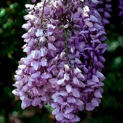 Fast Growing Trees See All Shrubs & Hedges Purple Wisteria Vine