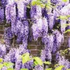 Fast Growing Trees See All Shrubs & Hedges Purple Wisteria Vine