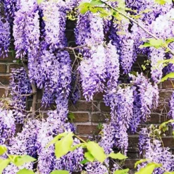Fast Growing Trees See All Shrubs & Hedges Purple Wisteria Vine