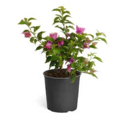 Fast Growing Trees New River Purple Bougainvillea See All Shrubs & Hedges