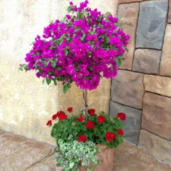 Fast Growing Trees New River Purple Bougainvillea See All Shrubs & Hedges