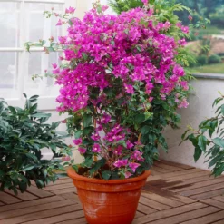Fast Growing Trees New River Purple Bougainvillea See All Shrubs & Hedges